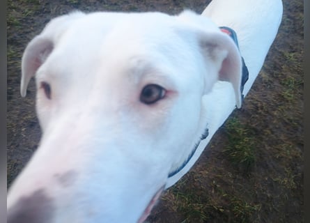 Herdenschutzhund-Dalmatiner-Mix Aphrodita (1,5 J.) für hundeerfahrenes, liebevolles Zuhause & Garten