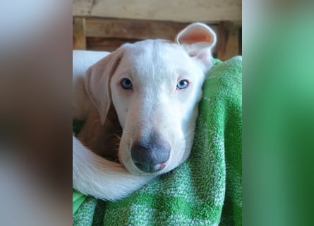 Herdenschutzhund-Dalmatiner-Mix Aphrodita (1,5 J.) für hundeerfahrenes, liebevolles Zuhause & Garten