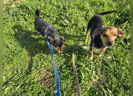 Charlotte: klein, aber oho!