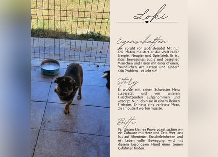 LOKI - kleiner lieber Boy sucht Familie