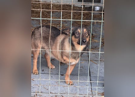 LOKI - kleiner lieber Boy sucht Familie