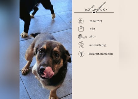 LOKI - kleiner lieber Boy sucht Familie
