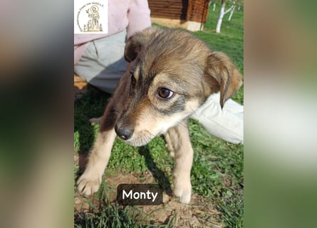 Monty – klein, wild, wunderbar!