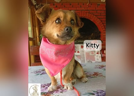 Kitty – bereit für einen Neuanfang!