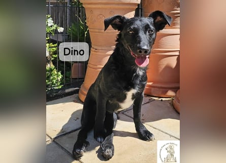 Dino – Wie wertvoll ein Leben ist!
