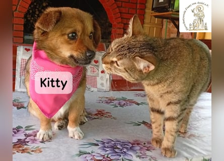 Kitty – bereit für einen Neuanfang!