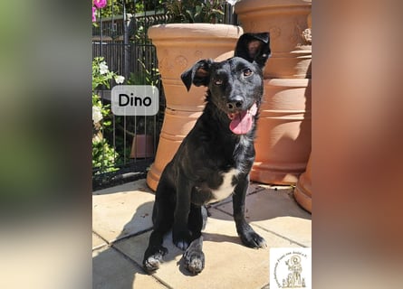 Dino – Wie wertvoll ein Leben ist!