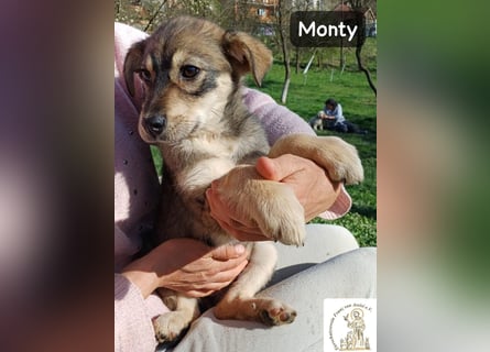 Monty – klein, wild, wunderbar!