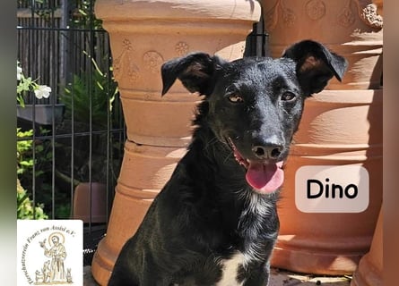 Dino – Wie wertvoll ein Leben ist!