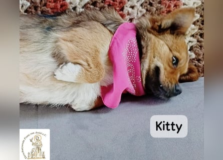 Kitty – bereit für einen Neuanfang!