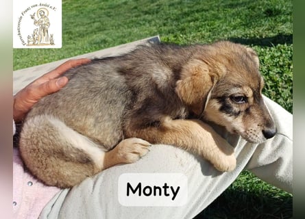 Monty – klein, wild, wunderbar!