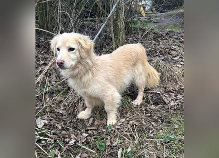 Milo - lieb und aufgeschlossen - auf Pflegestelle in 35329 Gemünden