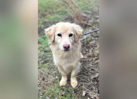 Milo - lieb und aufgeschlossen - auf Pflegestelle in 35329 Gemünden