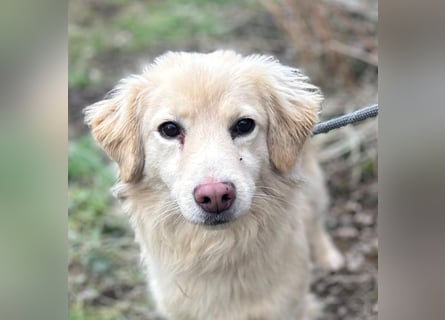 Milo - lieb und aufgeschlossen - auf Pflegestelle in 35329 Gemünden