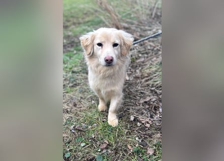 Milo - lieb und aufgeschlossen - auf Pflegestelle in 35329 Gemünden