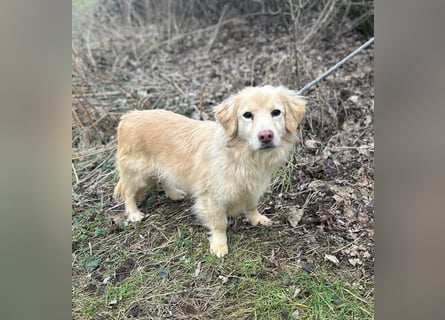 Milo - lieb und aufgeschlossen - auf Pflegestelle in 35329 Gemünden