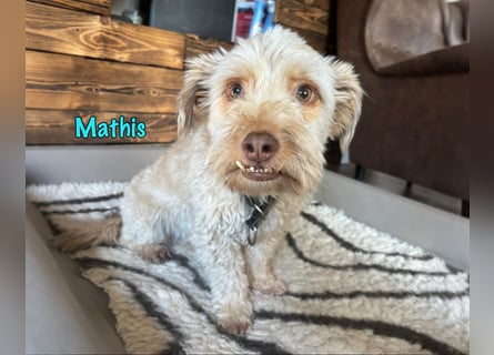 NOTFALL Mathis geb.8/22 (Deutschland) - kleiner Terrier-Mix sucht DRINGEND Pflegestelle/Zuhause!