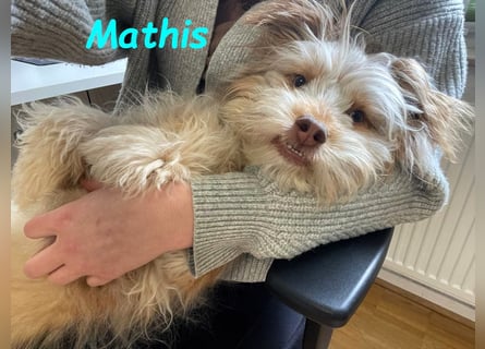 NOTFALL Mathis geb.8/22 (Deutschland) - kleiner Terrier-Mix sucht DRINGEND Pflegestelle/Zuhause!