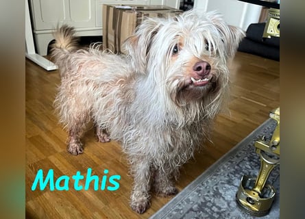NOTFALL Mathis geb.8/22 (Deutschland) - kleiner Terrier-Mix sucht DRINGEND Pflegestelle/Zuhause!