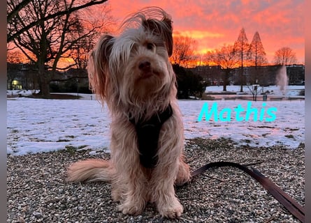NOTFALL Mathis geb.8/22 (Deutschland) - kleiner Terrier-Mix sucht DRINGEND Pflegestelle/Zuhause!