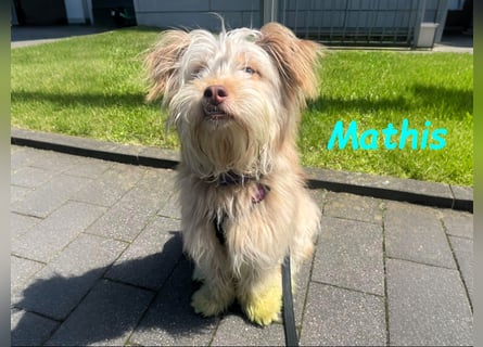 NOTFALL Mathis geb.8/22 (Deutschland) - kleiner Terrier-Mix sucht DRINGEND Pflegestelle/Zuhause!