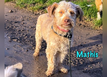 NOTFALL Mathis geb.8/22 (Deutschland) - kleiner Terrier-Mix sucht DRINGEND Pflegestelle/Zuhause!