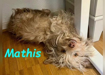 NOTFALL Mathis geb.8/22 (Deutschland) - kleiner Terrier-Mix sucht DRINGEND Pflegestelle/Zuhause!