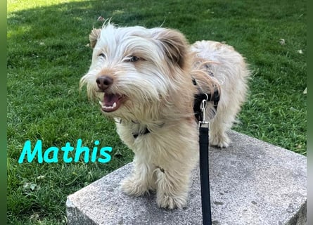 NOTFALL Mathis geb.8/22 (Deutschland) - kleiner Terrier-Mix sucht DRINGEND Pflegestelle/Zuhause!