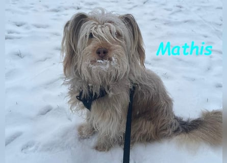 NOTFALL Mathis geb.8/22 (Deutschland) - kleiner Terrier-Mix sucht DRINGEND Pflegestelle/Zuhause!