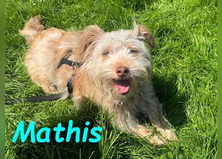 NOTFALL Mathis geb.8/22 (Deutschland) - kleiner Terrier-Mix sucht DRINGEND Pflegestelle/Zuhause!