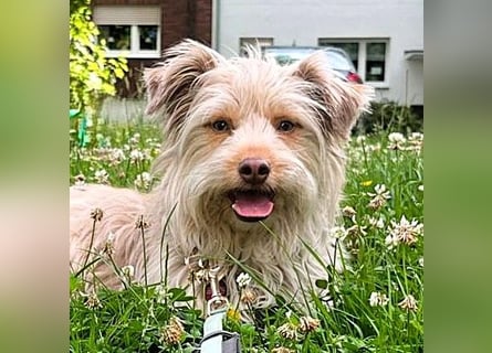 NOTFALL Mathis geb.8/22 (Deutschland) - kleiner Terrier-Mix sucht DRINGEND Pflegestelle/Zuhause!