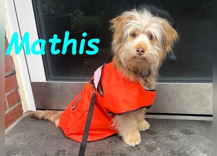 NOTFALL Mathis geb.8/22 (Deutschland) - kleiner Terrier-Mix sucht DRINGEND Pflegestelle/Zuhause!