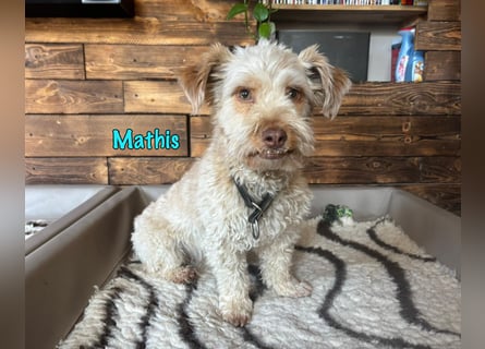 NOTFALL Mathis geb.8/22 (Deutschland) - kleiner Terrier-Mix sucht DRINGEND Pflegestelle/Zuhause!