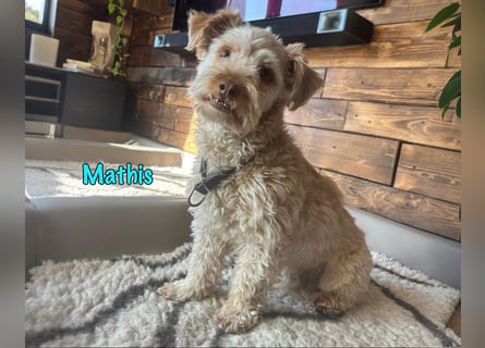 NOTFALL Mathis geb.8/22 (Deutschland) - kleiner Terrier-Mix sucht DRINGEND Pflegestelle/Zuhause!