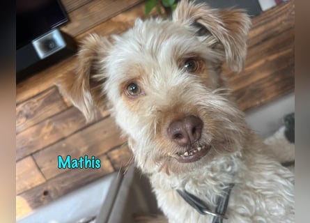NOTFALL Mathis geb.8/22 (Deutschland) - kleiner Terrier-Mix sucht DRINGEND Pflegestelle/Zuhause!