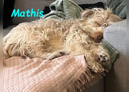 NOTFALL Mathis geb.8/22 (Deutschland) - kleiner Terrier-Mix sucht DRINGEND Pflegestelle/Zuhause!