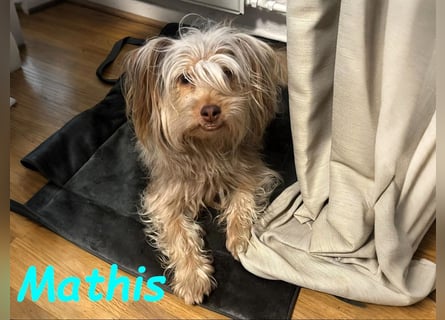 NOTFALL Mathis geb.8/22 (Deutschland) - kleiner Terrier-Mix sucht DRINGEND Pflegestelle/Zuhause!