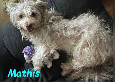 NOTFALL Mathis geb.8/22 (Deutschland) - kleiner Terrier-Mix sucht DRINGEND Pflegestelle/Zuhause!