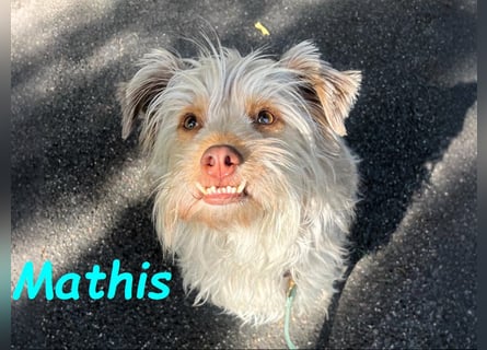 NOTFALL Mathis geb.8/22 (Deutschland) - kleiner Terrier-Mix sucht DRINGEND Pflegestelle/Zuhause!