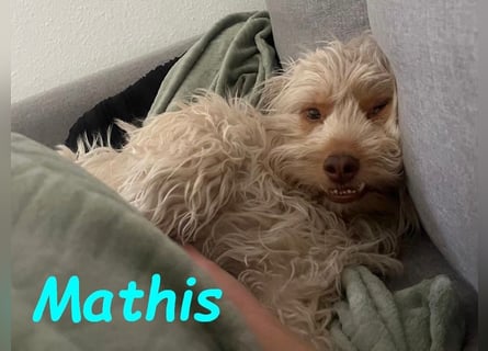 NOTFALL Mathis geb.8/22 (Deutschland) - kleiner Terrier-Mix sucht DRINGEND Pflegestelle/Zuhause!