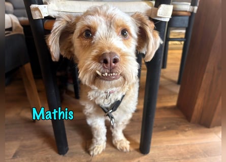 NOTFALL Mathis geb.8/22 (Deutschland) - kleiner Terrier-Mix sucht DRINGEND Pflegestelle/Zuhause!