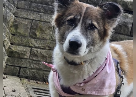 Leia 13,5 kg Persönlichkeit sucht Ihr Für-Immer Zuhause
