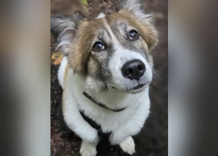 Leia 13,5 kg Persönlichkeit sucht Ihr Für-Immer Zuhause