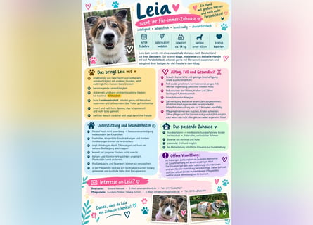 Leia 13,5 kg Persönlichkeit sucht Ihr Für-Immer Zuhause