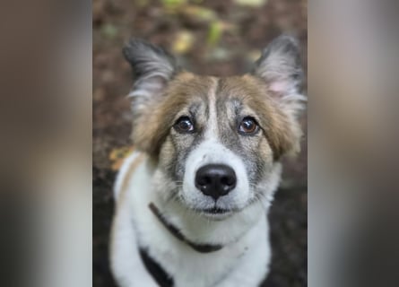 Leia 13,5 kg Persönlichkeit sucht Ihr Für-Immer Zuhause