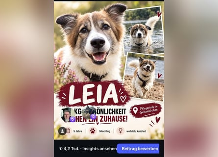 Leia 13,5 kg Persönlichkeit sucht Ihr Für-Immer Zuhause