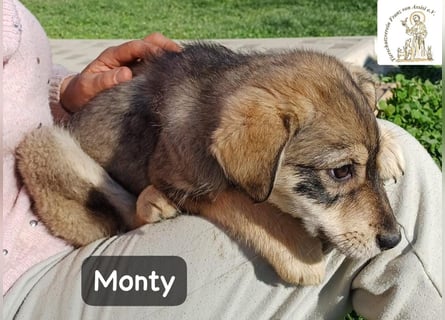 Monty – klein, wild, wunderbar!