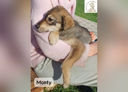 Monty – klein, wild, wunderbar!