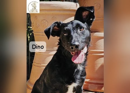Dino – Wie wertvoll ein Leben ist!