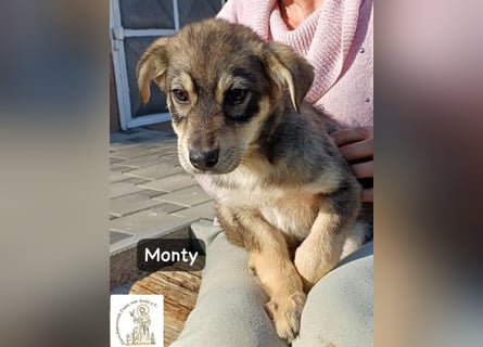 Monty – klein, wild, wunderbar!